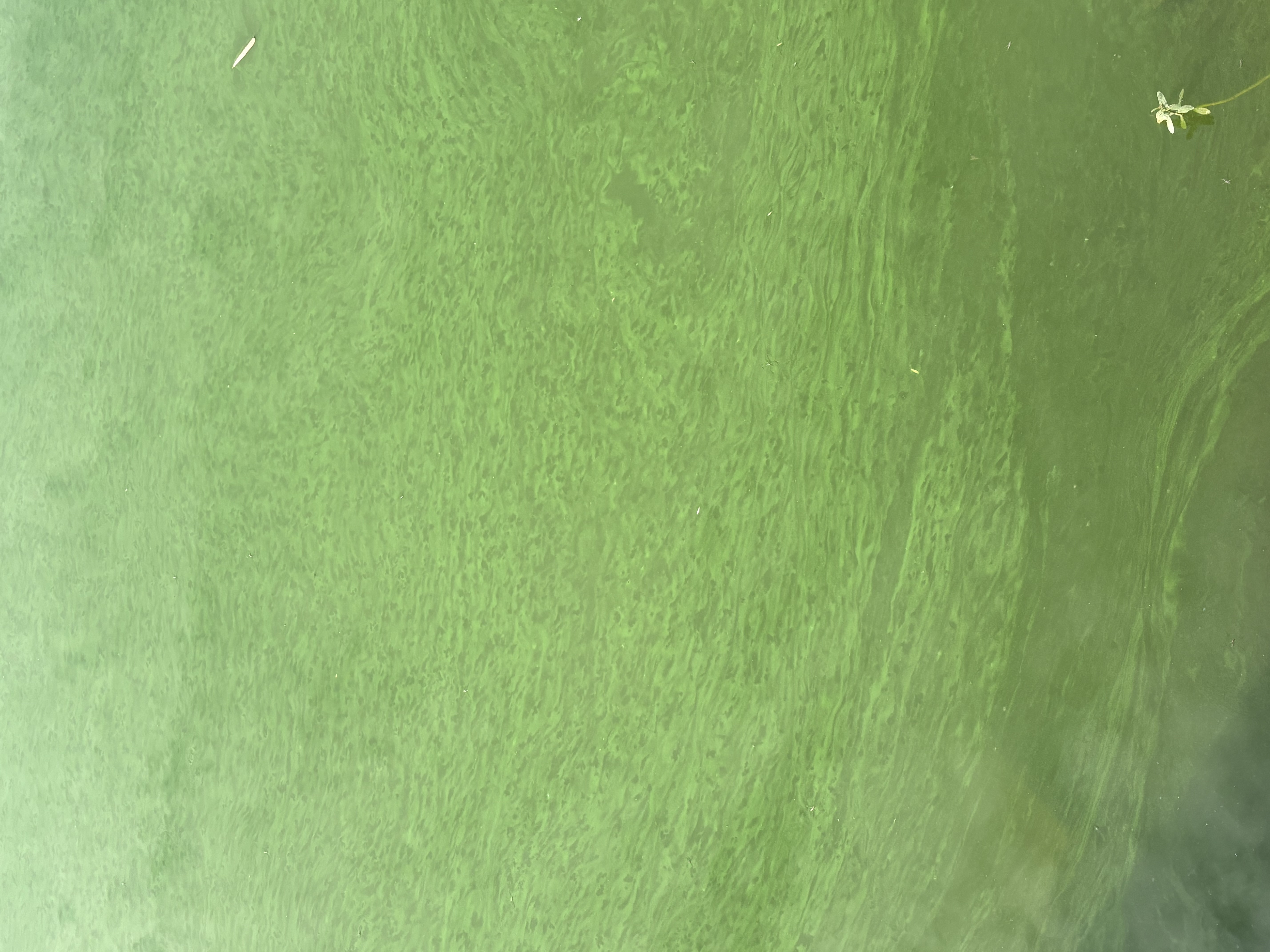 1-Shades of green.jpeg